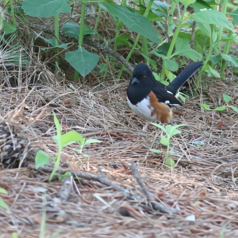 Eastern Towhee (Red-eyed) - ML636551685
