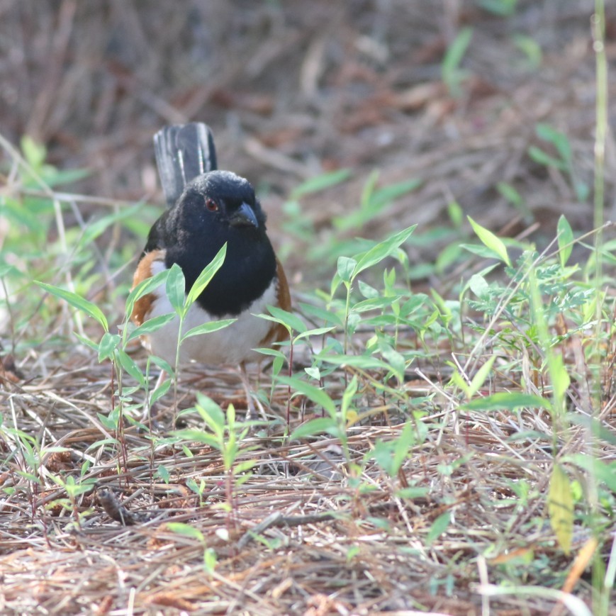 Eastern Towhee (Red-eyed) - ML636551686