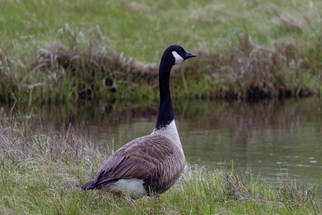 Canada Goose - ML636551690