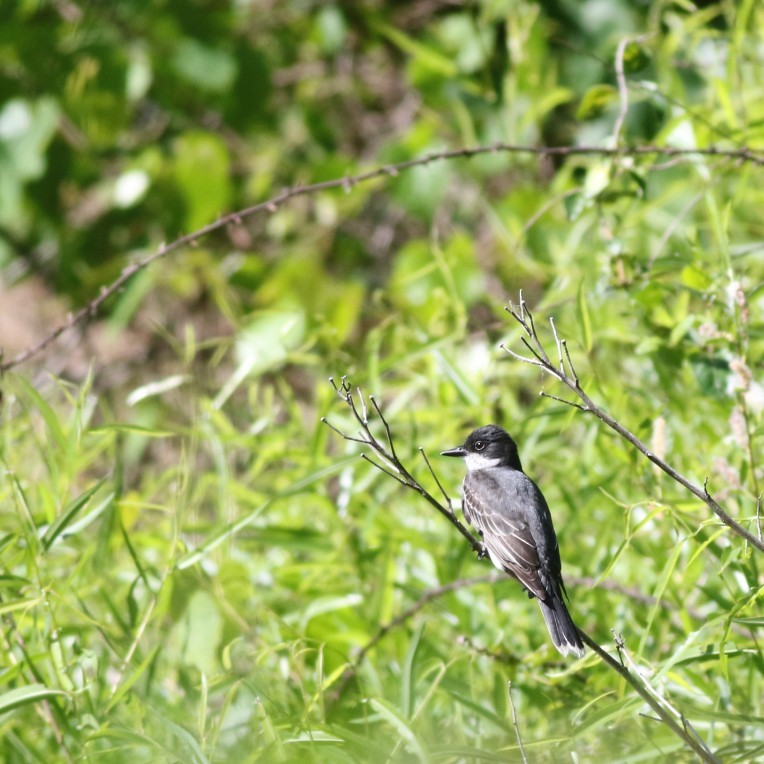 Eastern Kingbird - ML636551695