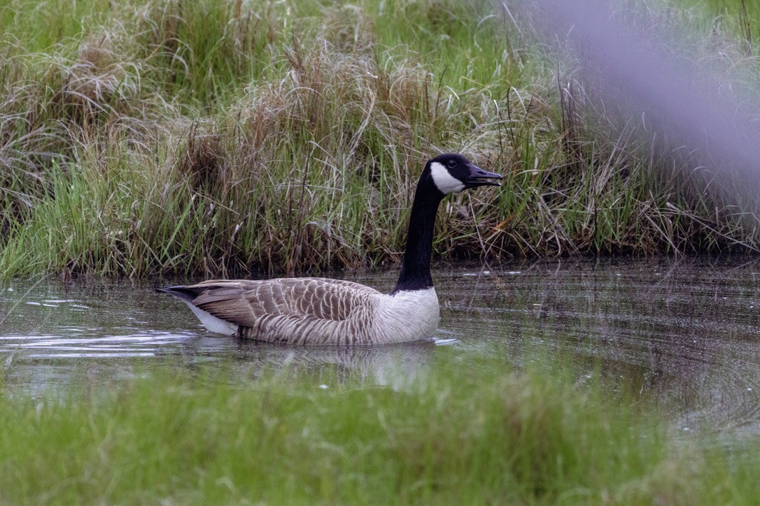 Canada Goose - ML636551698