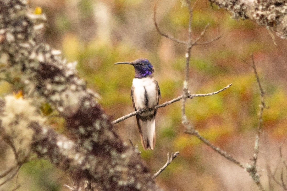 Ecuadorian Hillstar - ML636551699