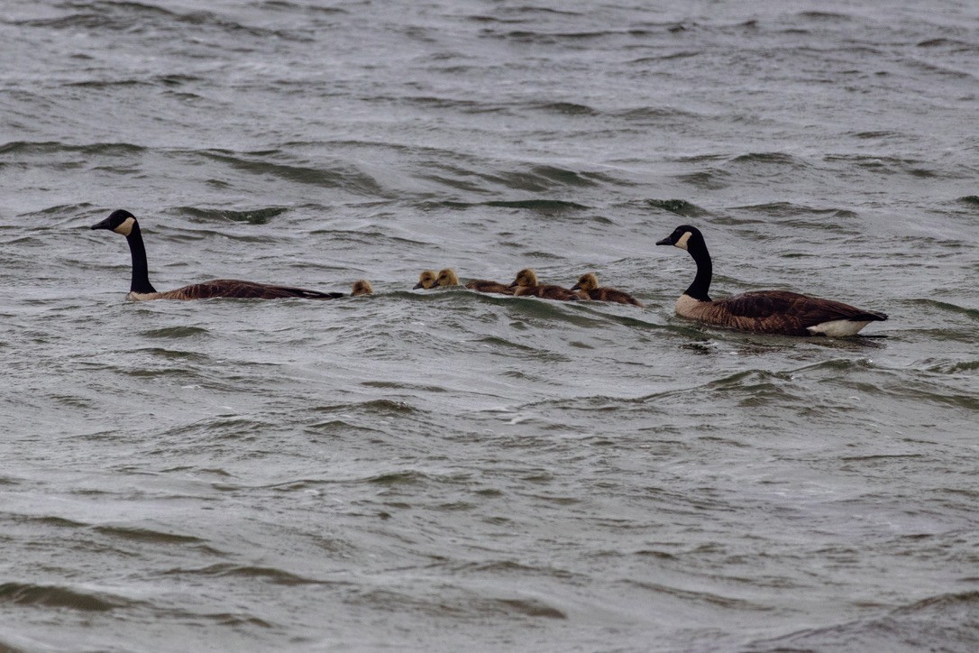 Canada Goose - ML636551715
