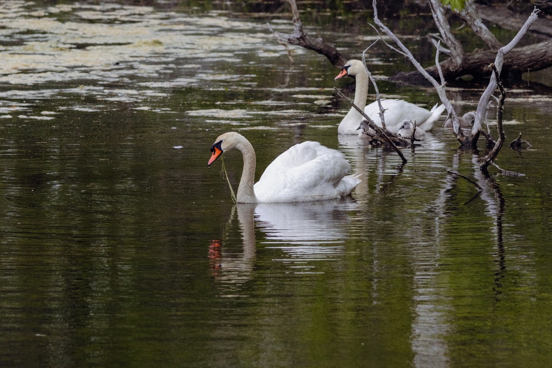 Mute Swan - ML636551744