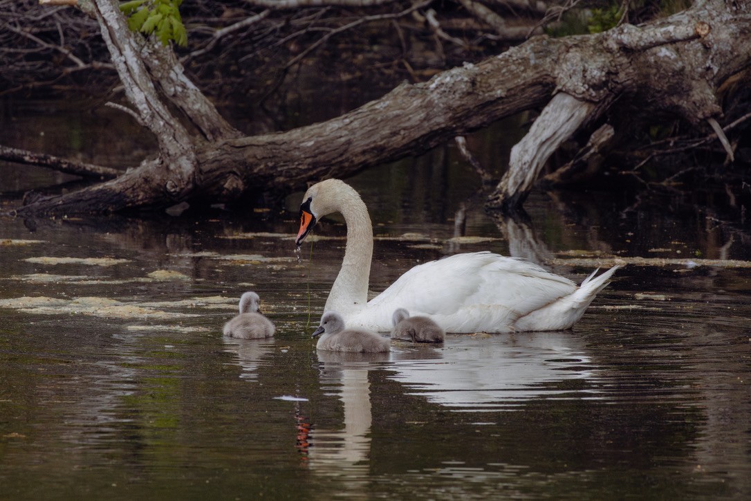 Mute Swan - ML636551749