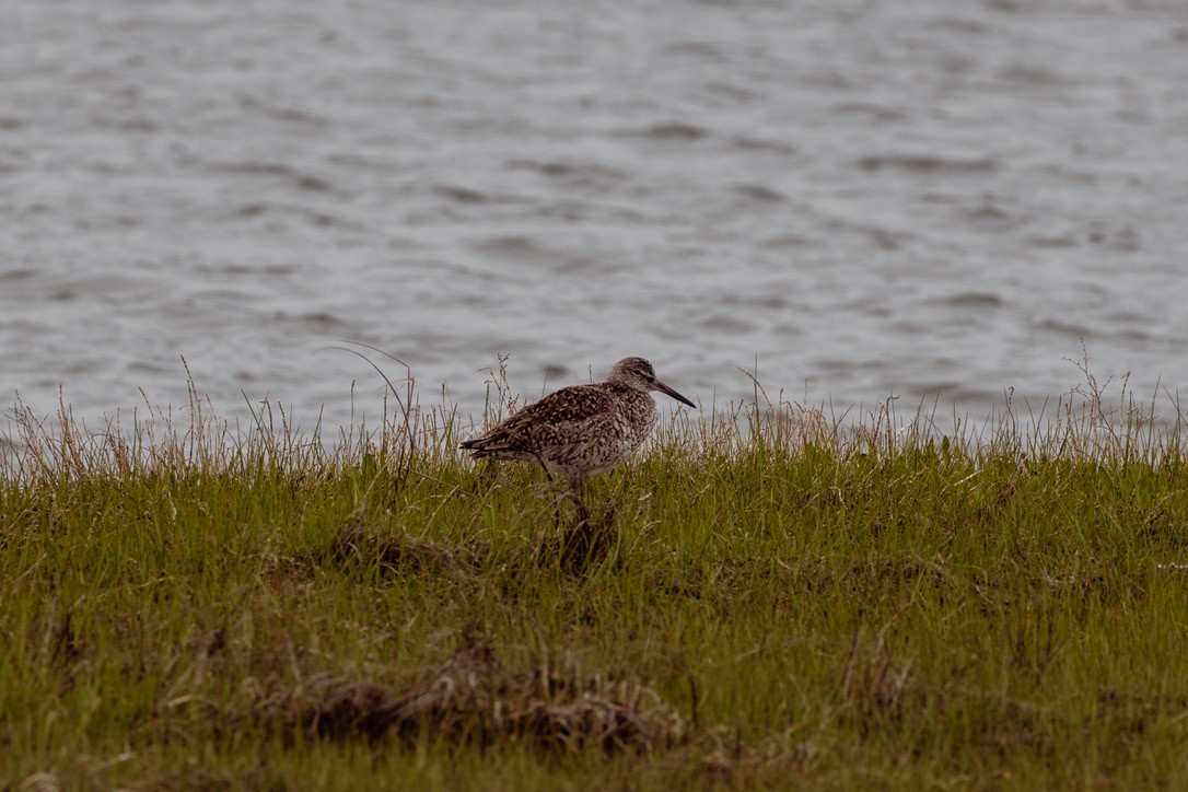 Willet - ML636551788