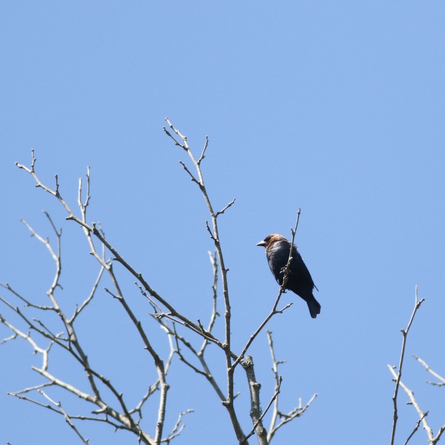 Brown-headed Cowbird - ML636551793