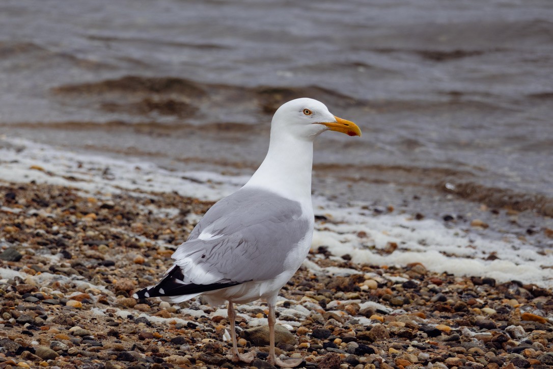 American Herring Gull - ML636551799
