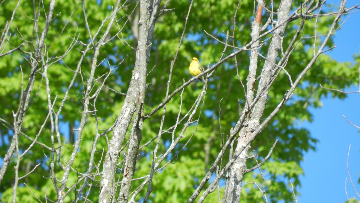 Blue-winged Warbler - ML636551805