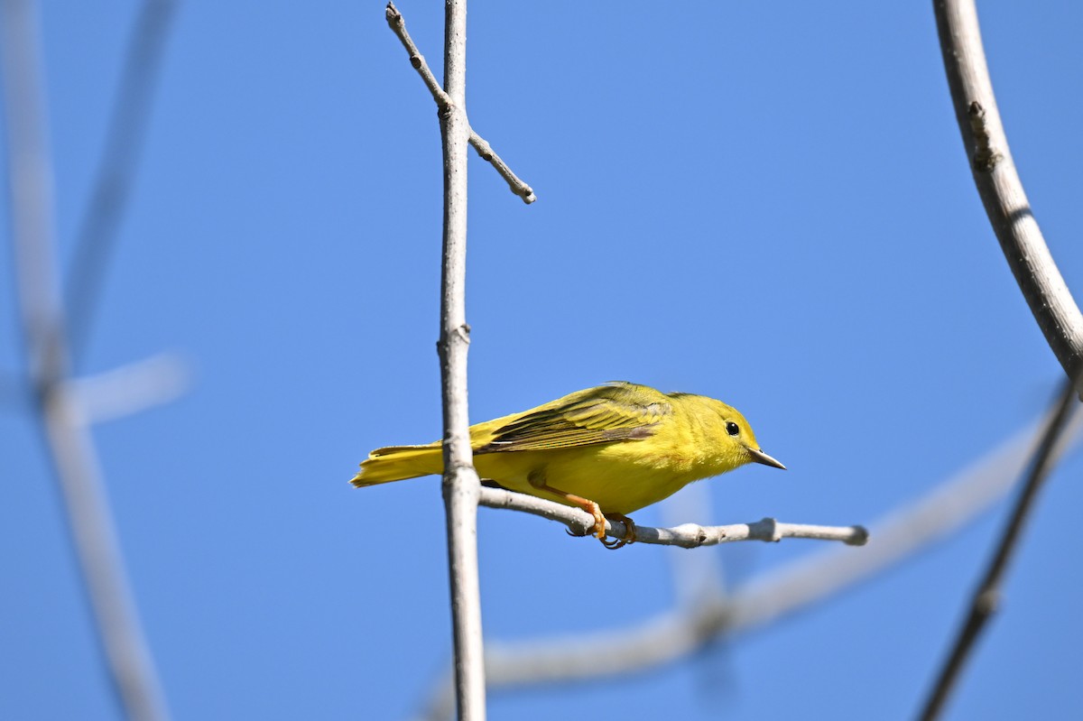 Yellow Warbler - ML636551892