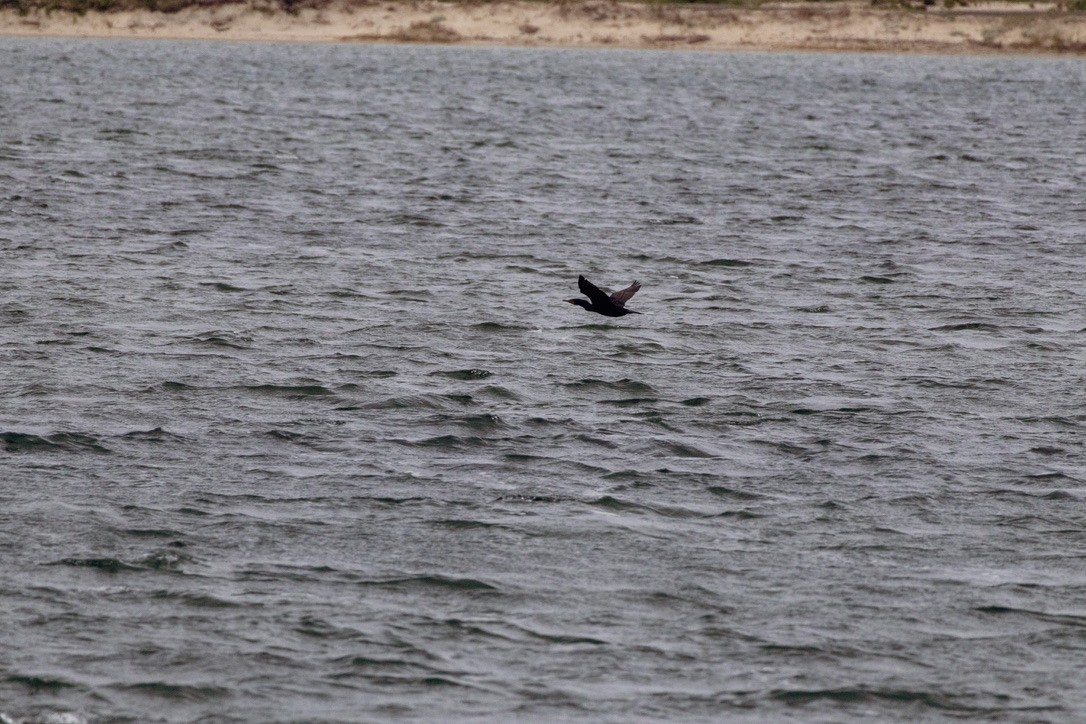 Double-crested Cormorant - ML636551936