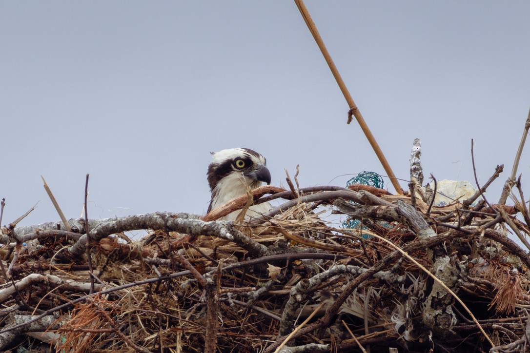 Osprey - ML636551967