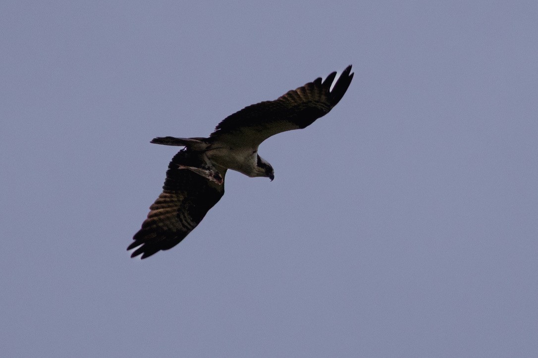 Osprey - ML636551983