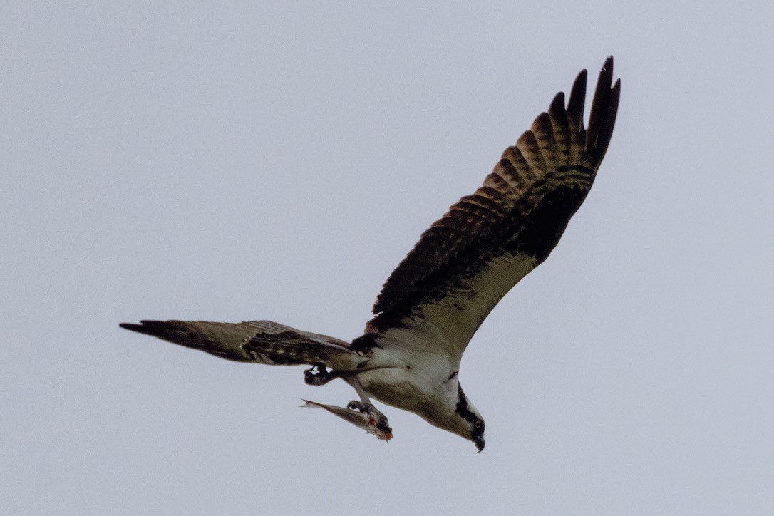 Osprey - ML636551987
