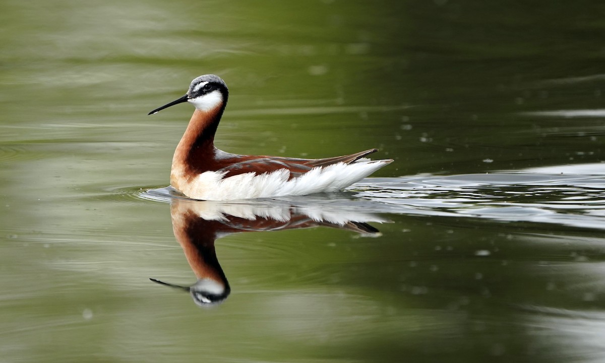 Wilson's Phalarope - ML636551995