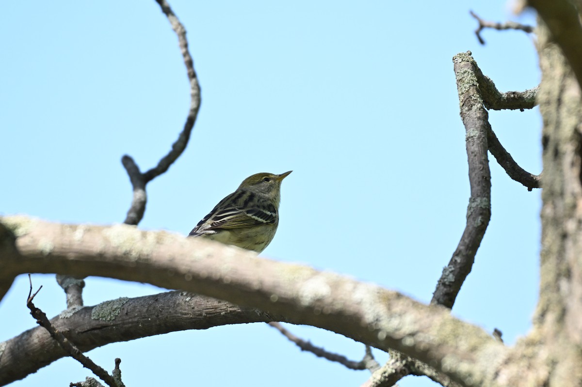 Blackpoll Warbler - ML636551997