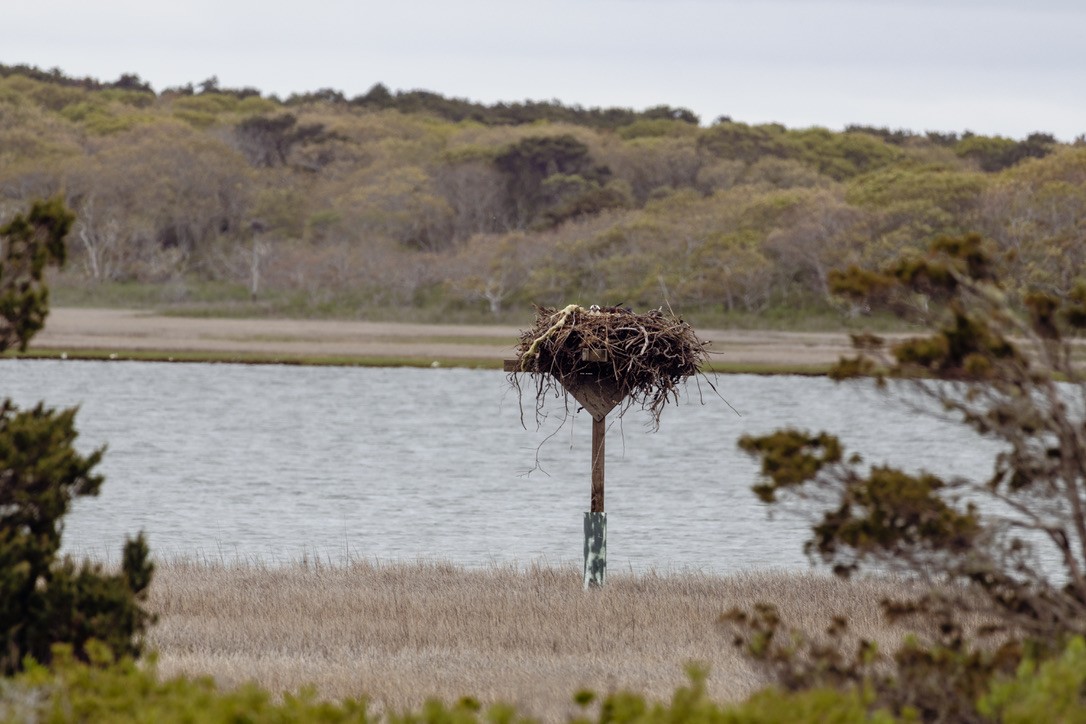 Osprey - ML636552018