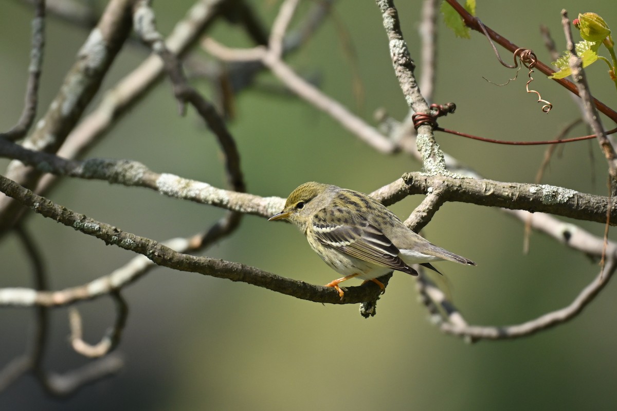 Blackpoll Warbler - ML636552030
