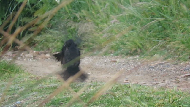 Хар хөөндэй - ML636552032