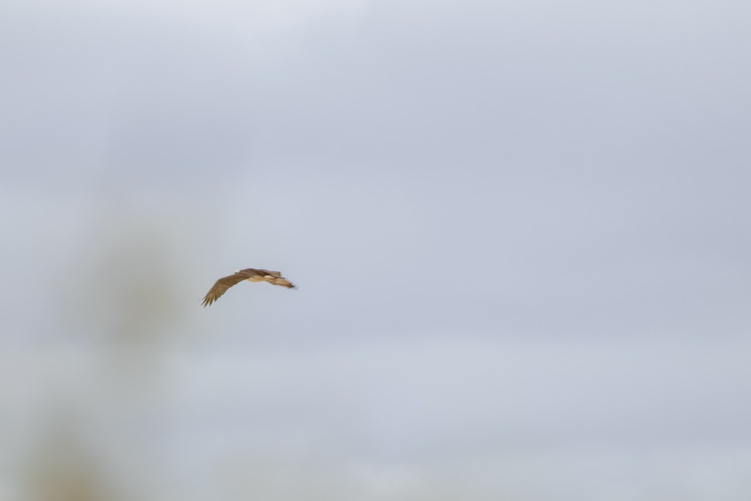 Osprey - ML636552037