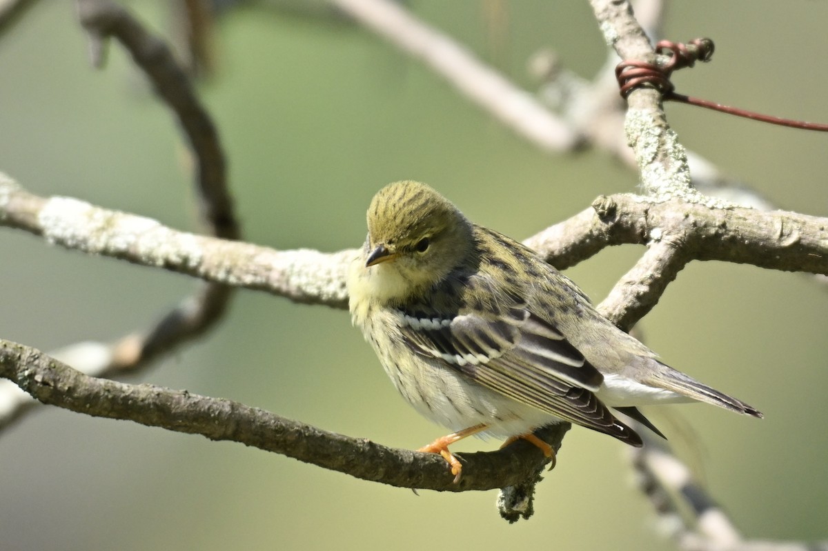 Blackpoll Warbler - ML636552039