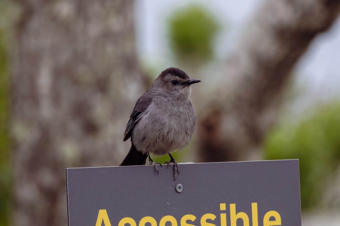 Gray Catbird - ML636552049