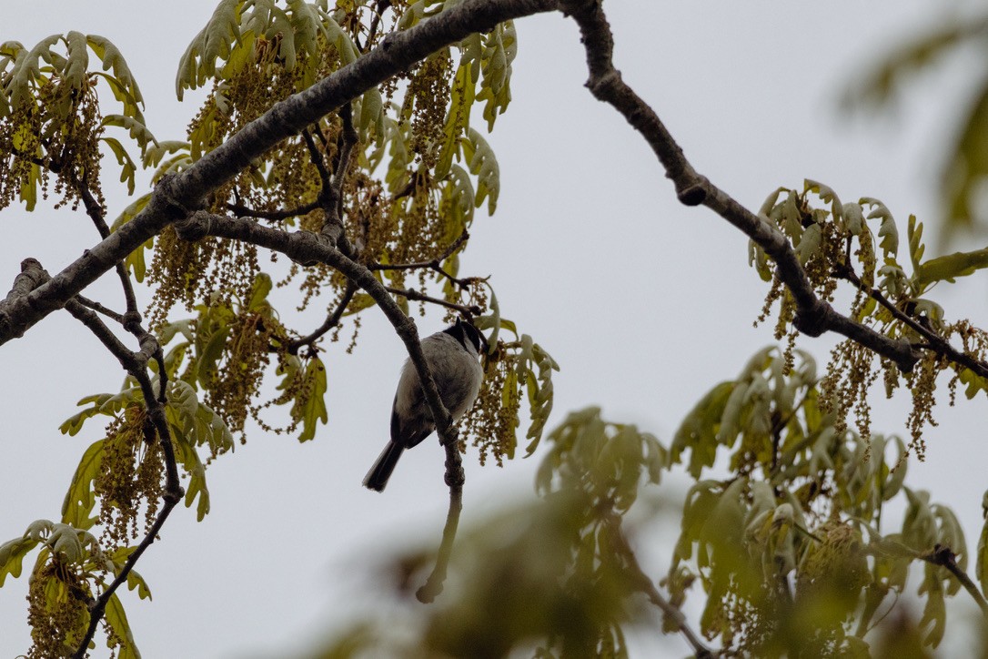 Gray Catbird - ML636552063