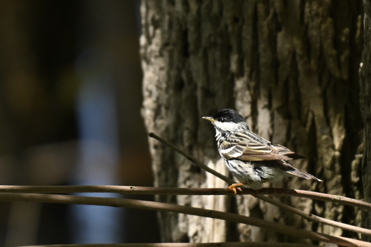 Blackpoll Warbler - ML636552066