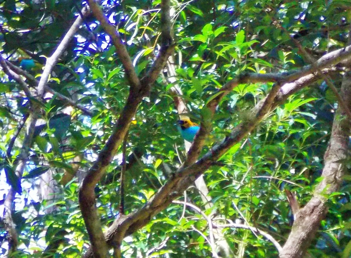 Gilt-edged Tanager - ML636552097