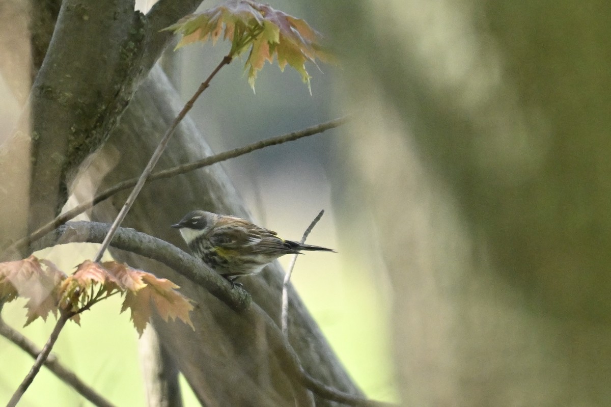 Yellow-rumped Warbler - ML636552115