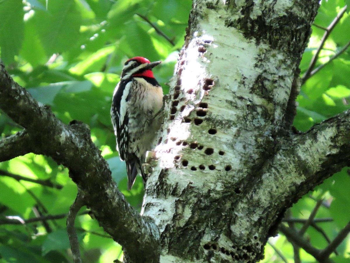 Yellow-bellied Sapsucker - ML636552129