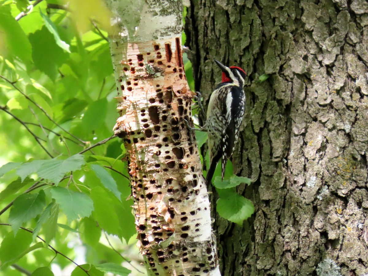 Yellow-bellied Sapsucker - ML636552130