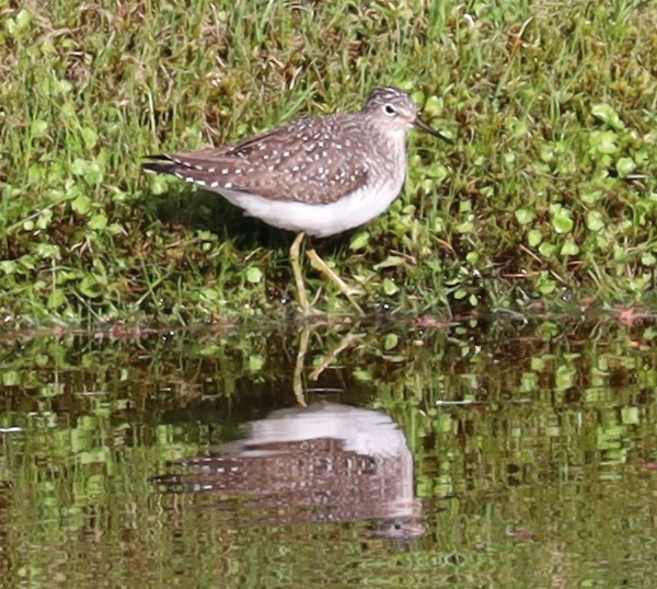 Solitary Sandpiper - ML636552154