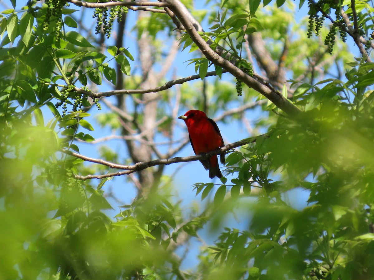 Scarlet Tanager - ML636552165