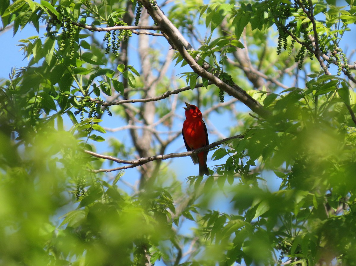 Scarlet Tanager - ML636552166