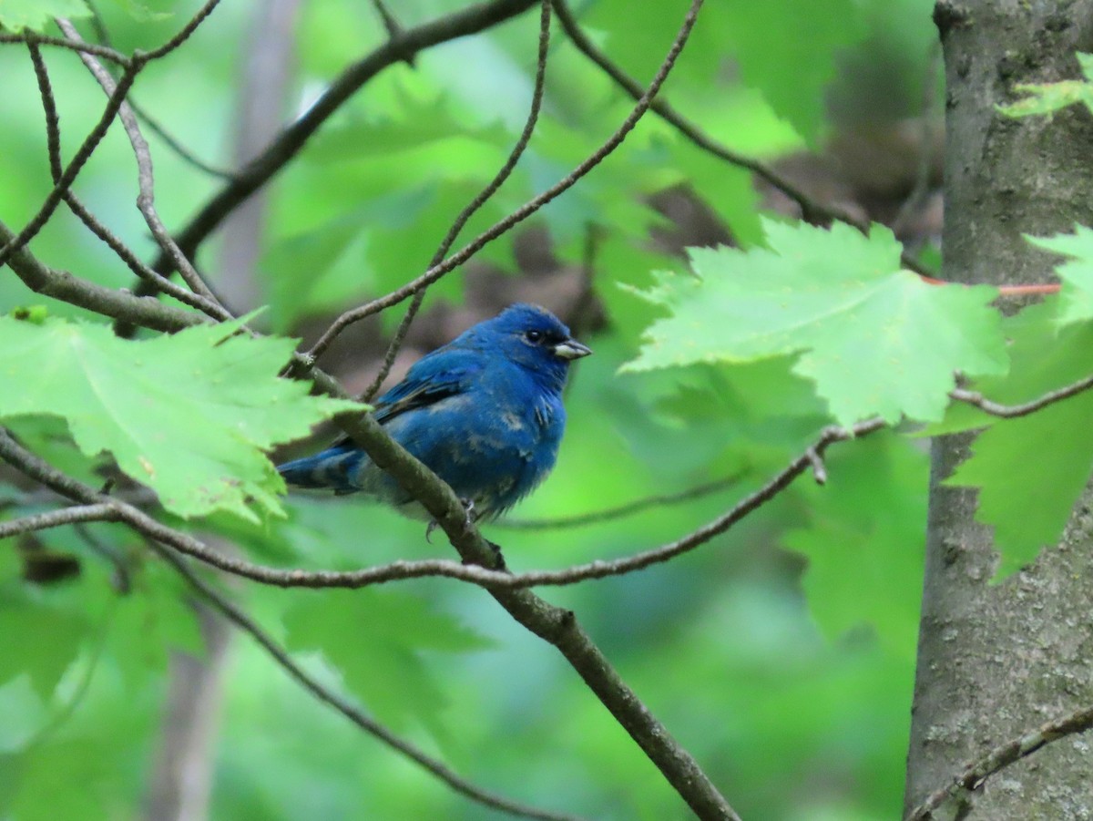 Indigo Bunting - ML636552172