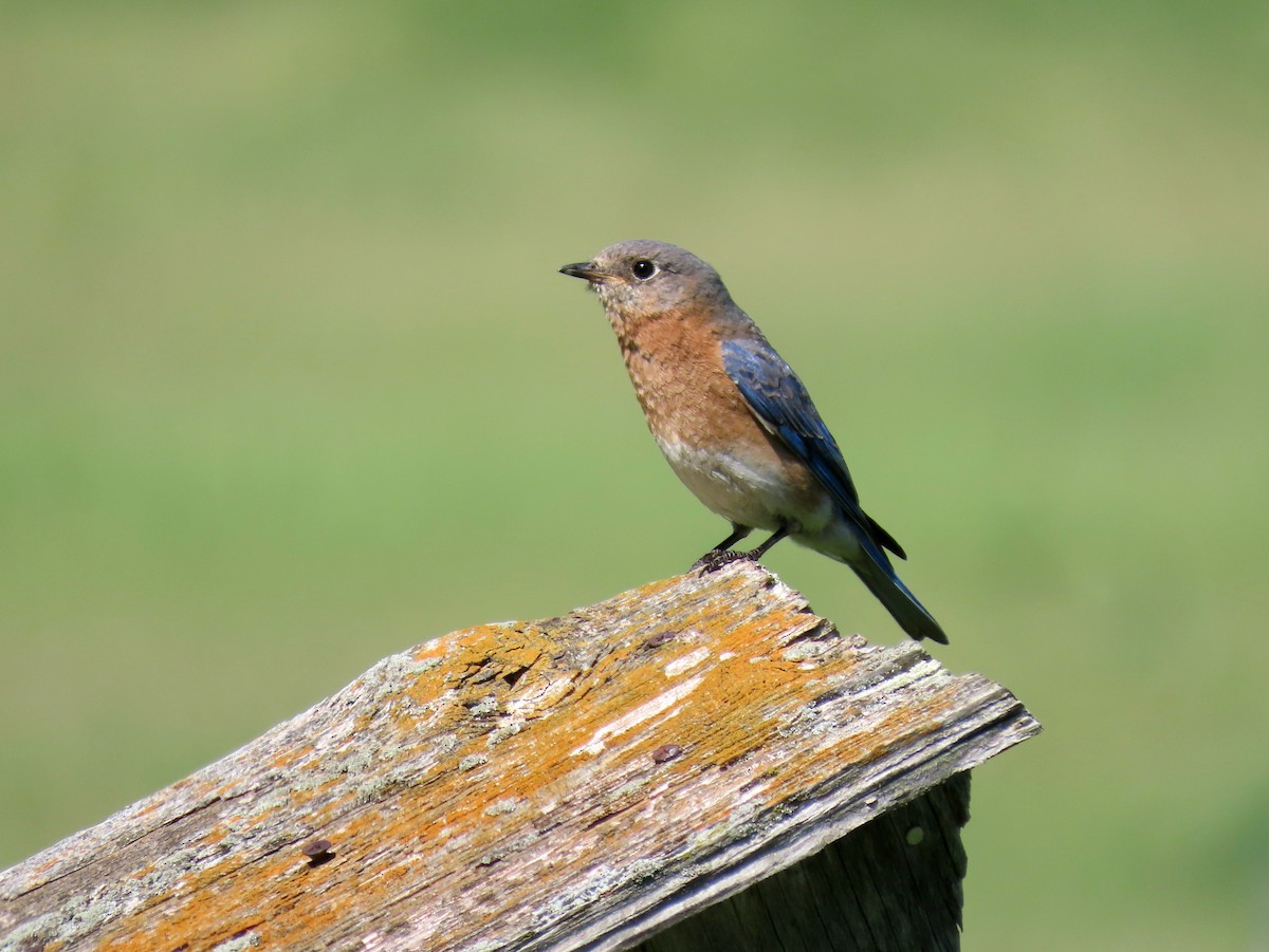 Eastern Bluebird - ML636552191