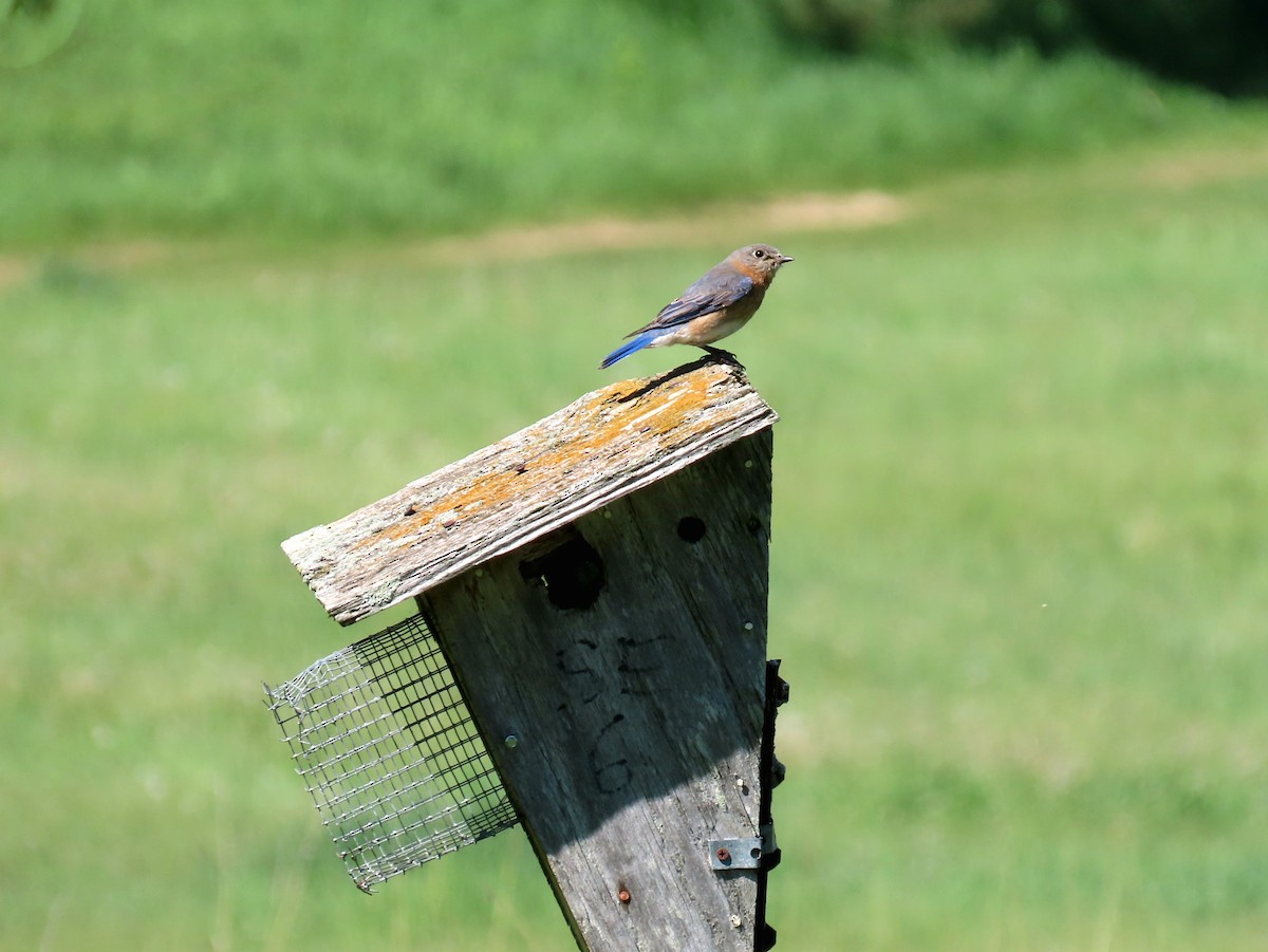 Eastern Bluebird - ML636552192