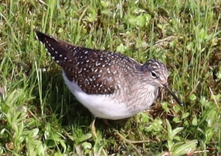 Solitary Sandpiper - ML636552266