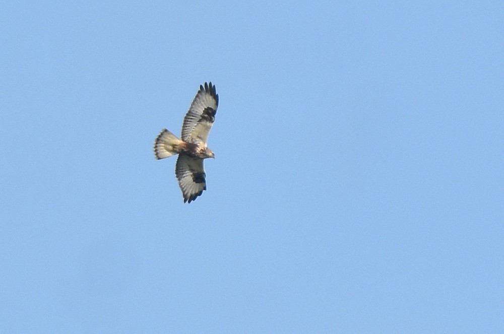 Rough-legged Hawk - ML636552303