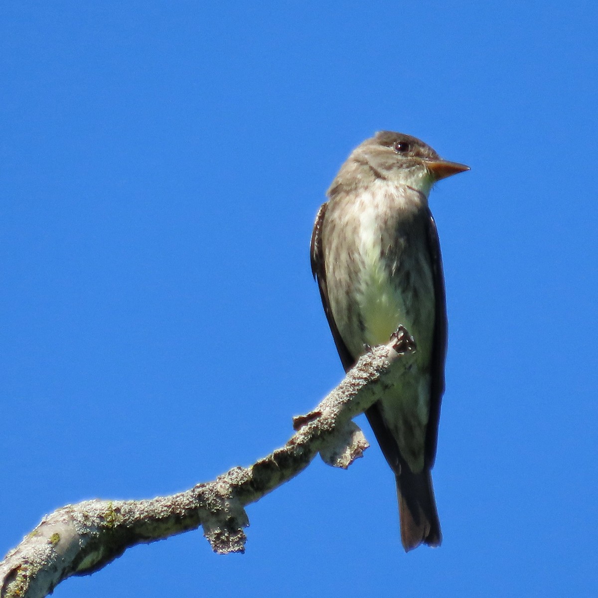 Olive-sided Flycatcher - ML636552328