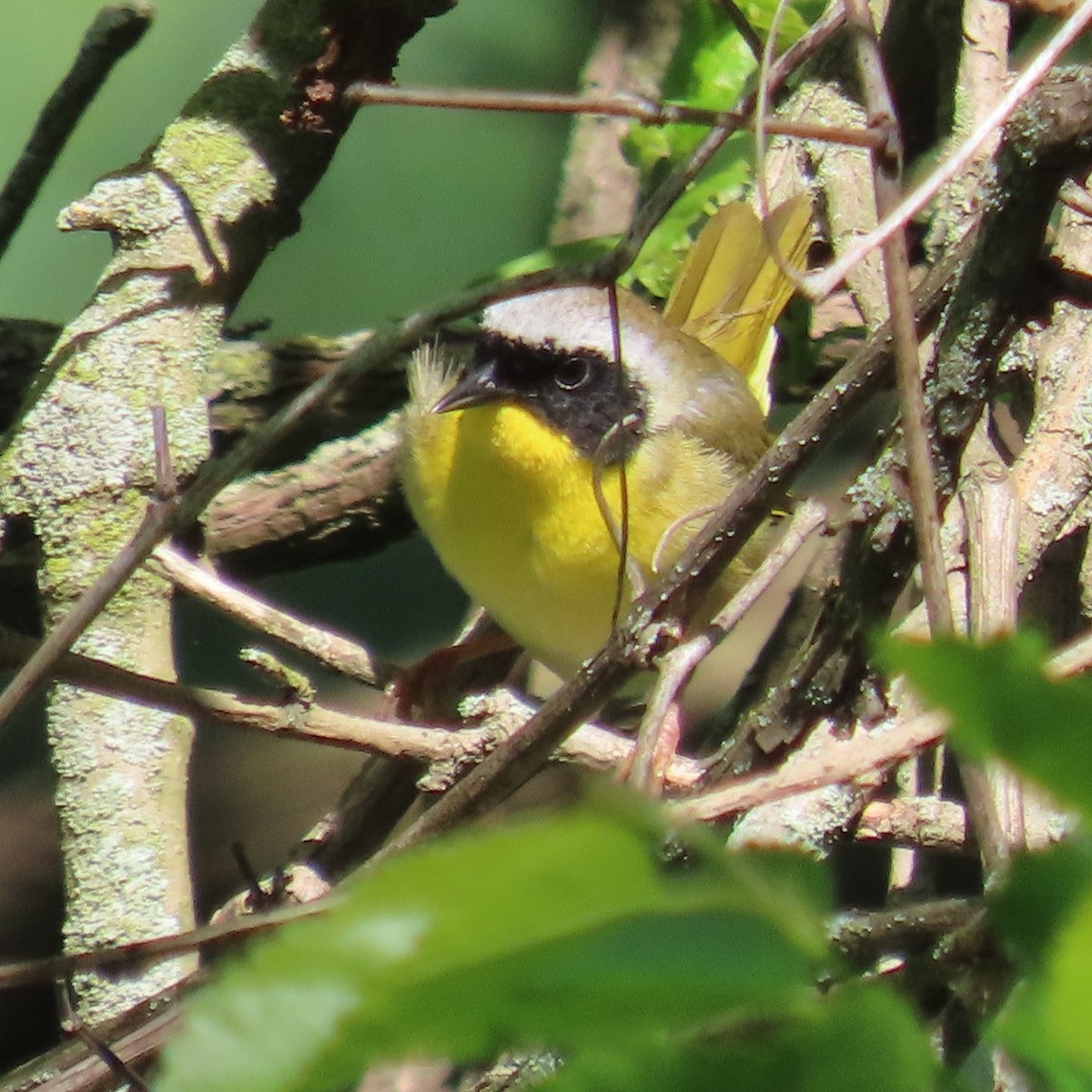 Common Yellowthroat - ML636552353