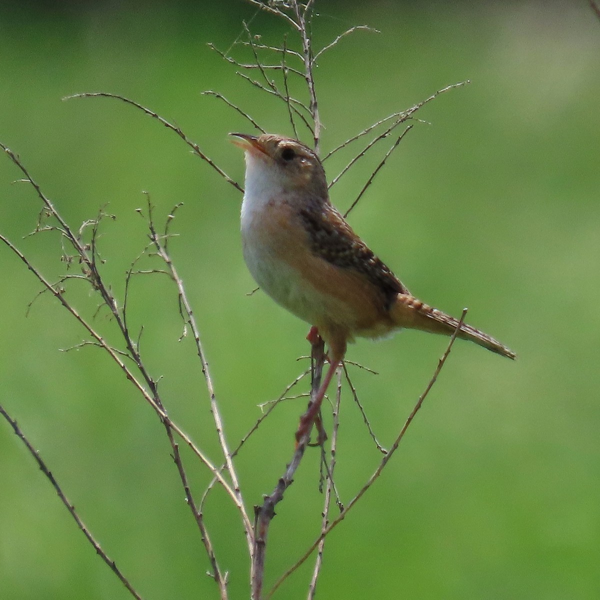 Sedge Wren - ML636552419