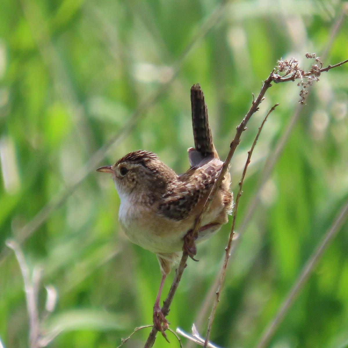 Sedge Wren - ML636552426