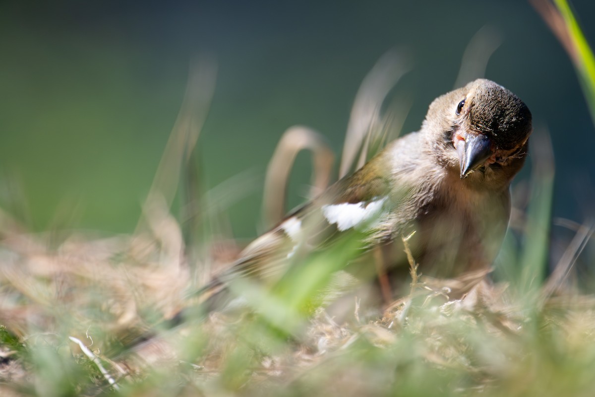 Common Chaffinch - ML636552427