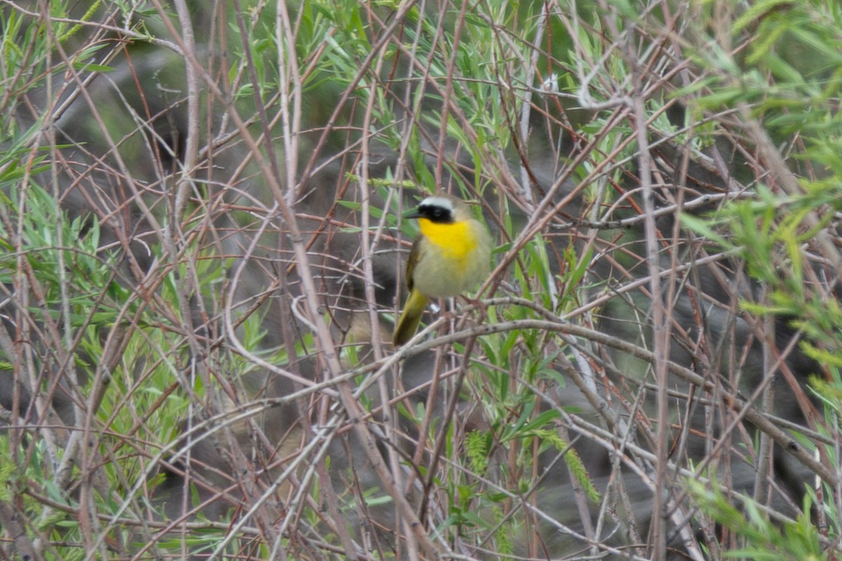 Common Yellowthroat - ML636552493