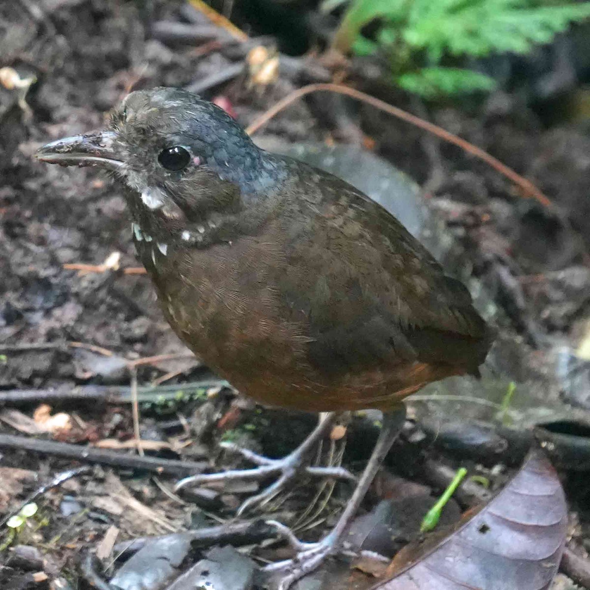 Moustached Antpitta - ML636552507