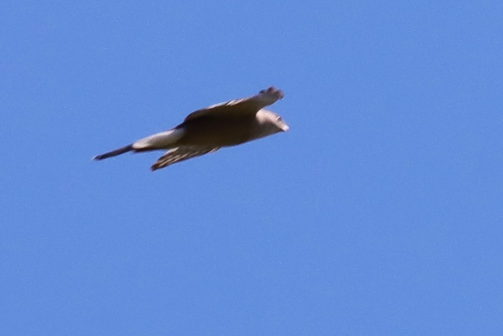 Cooper's Hawk - ML636552513
