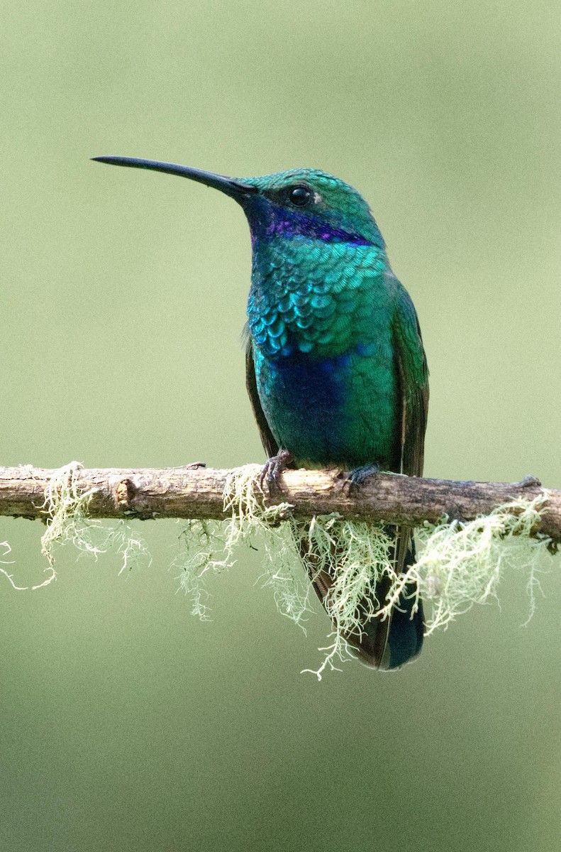 Sparkling Violetear - ML636552518