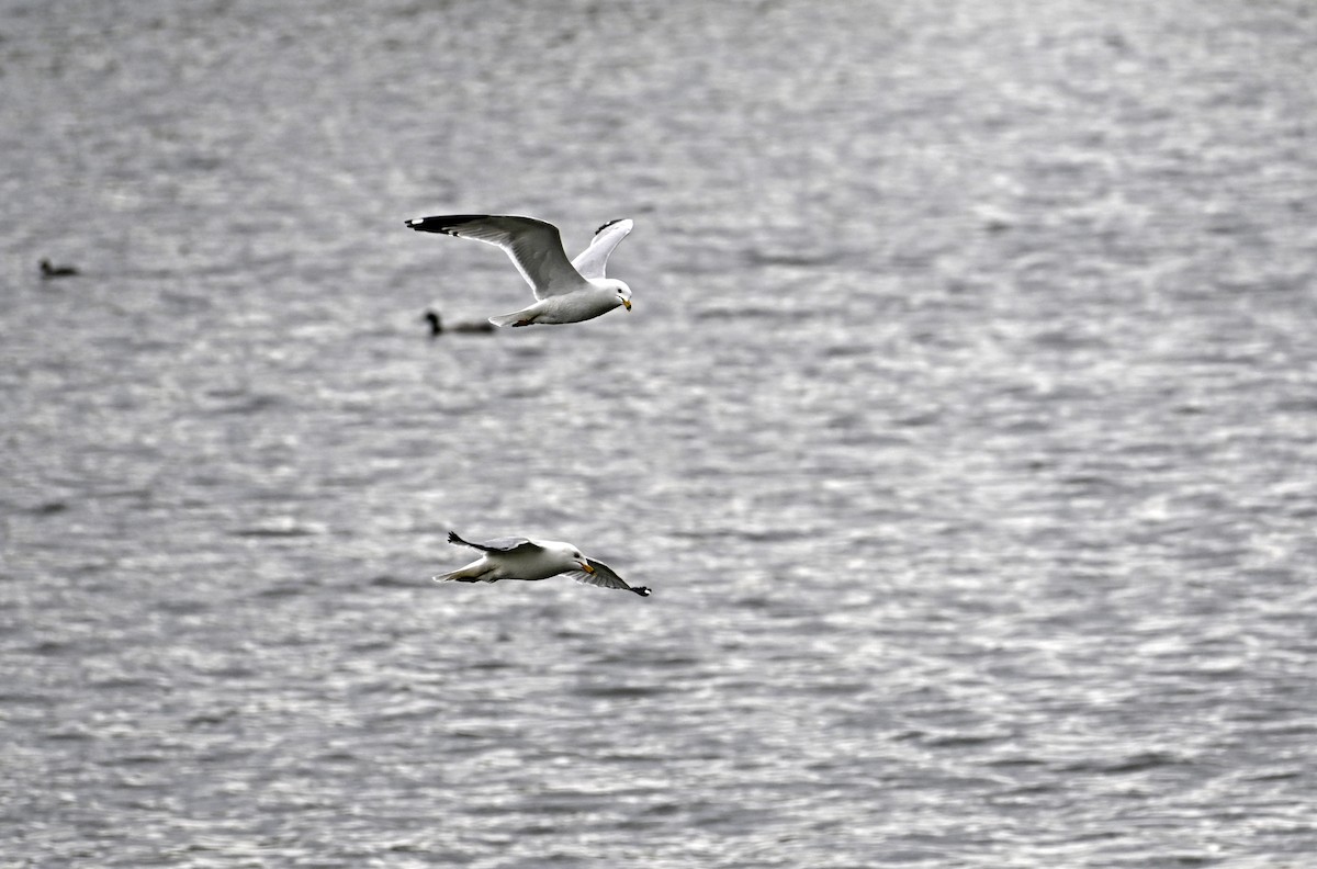Ring-billed Gull - ML636552616